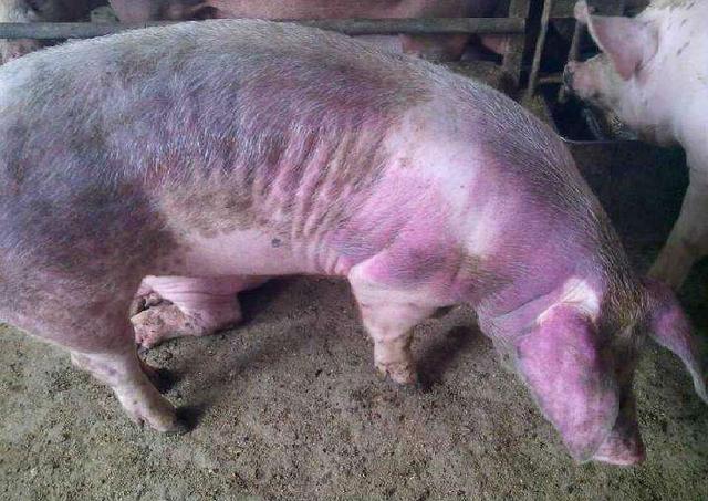 豬藍(lán)耳病的快速治療方案及預(yù)防措施——養(yǎng)豬人必讀