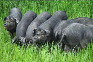 科學(xué)新視角 豬的百態(tài)世界與顛覆性認(rèn)知