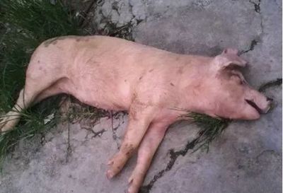 豬只突發(fā)無征兆死亡的可能病因分析與防控建議