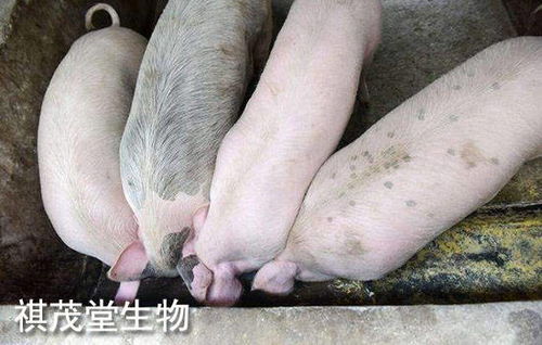 2022年生豬業(yè) 以“三高”開(kāi)局，以深度調(diào)整收尾