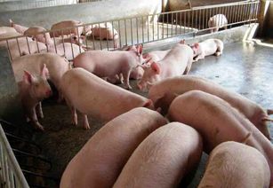 廣西興賓區(qū)畜牧水產(chǎn)部門(mén)5人因生豬檢疫失職被立案調(diào)查